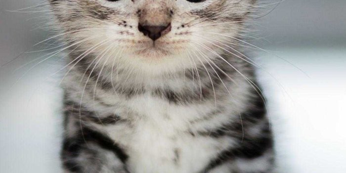 1080x1920 Cute Cat Wallpaper - NawPic