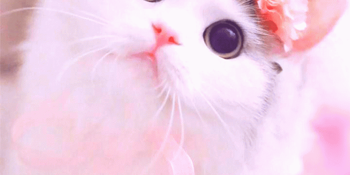 720x1280 Cute Cat Wallpaper - NawPic