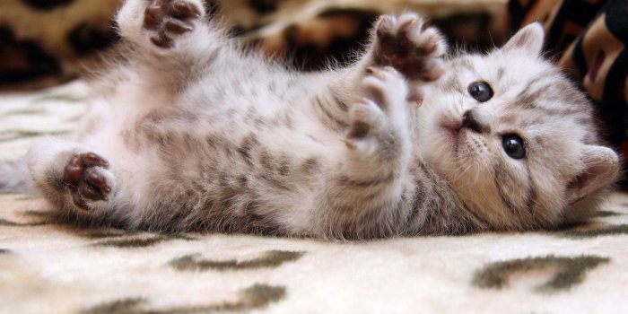 1600x1200 Cute Cat Wallpapers - Top Free Cute Cat Backgrounds - WallpaperAccess