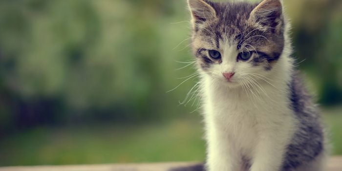 2545x1692 Download cute cat wallpaper HD - Wallpapers Book - Your #1 Source for free  download HD, 4K & high quality wallpapers