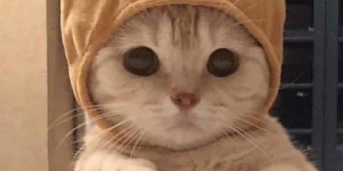 1080x1281 Cute Cat Wallpaper - EnWallpaper
