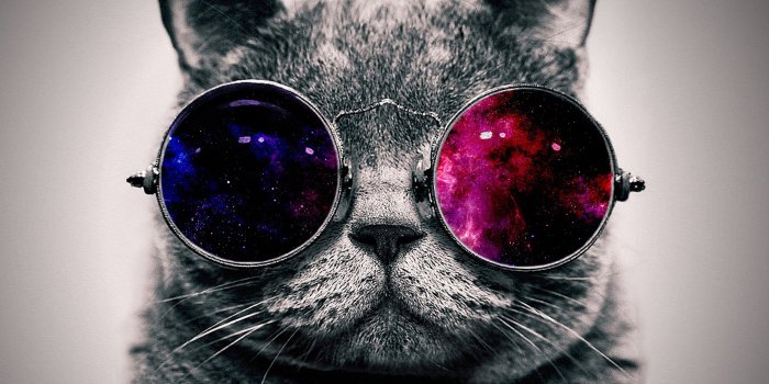 3840x2160 4K Cute Cat Wallpapers