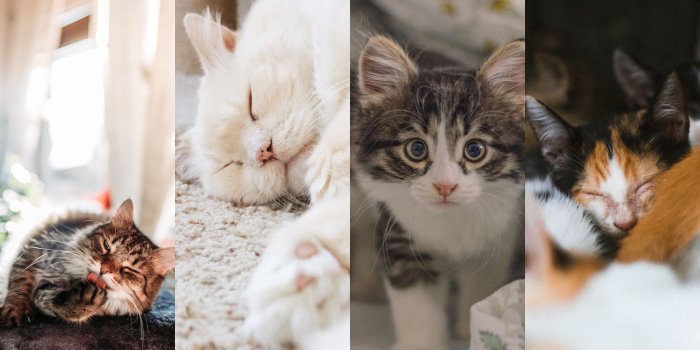 1600x1200 10 Cute Cat Wallpapers For Your Phone - I Like Cats Very Much