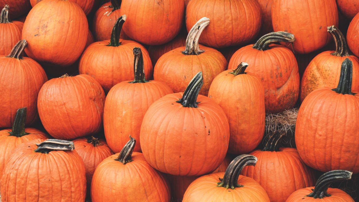 1366x768 Download wallpaper 1366x768 pumpkin, harvest, autumn, ripe, october tablet,  laptop hd background