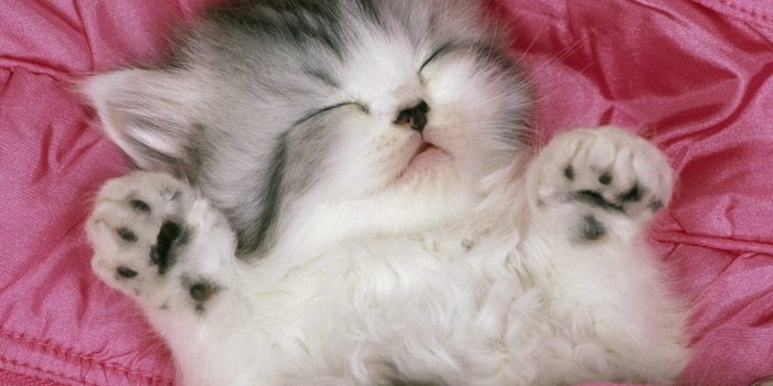 1366x768 74+] Cute Cats Wallpaper on WallpaperSafari