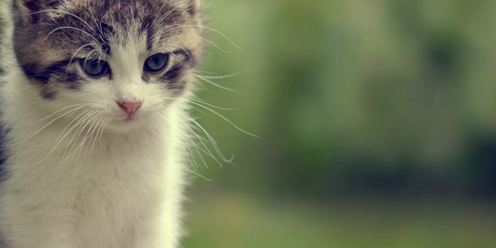 2560x2560 The Shocking Revelation Of Cute Cat Backgrounds | Cute Cat