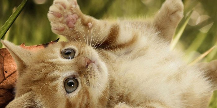 1366x768 Cute Cat Wallpaper For Desktop - Cute Wallpapers For Girls Cat - 1366x768 -  Download HD Wallpaper - WallpaperTip