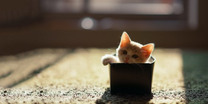 1920x1080 Cute Cat Wallpaper Hd - KoLPaPer - Awesome Free HD Wallpapers