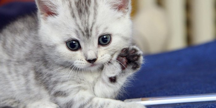 1273x846 Hd Cat Wallpapers, Pussycat Images, Wallpaper Of Cats, - Cute Cat -  1273x846 Wallpaper - teahub.io
