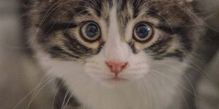 1183x2560 10 Cute Cat Wallpapers For Your Phone - I Like Cats Very Much