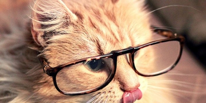 1024x768 Cute Cat Wallpaper Backgrounds - Cat's Blog