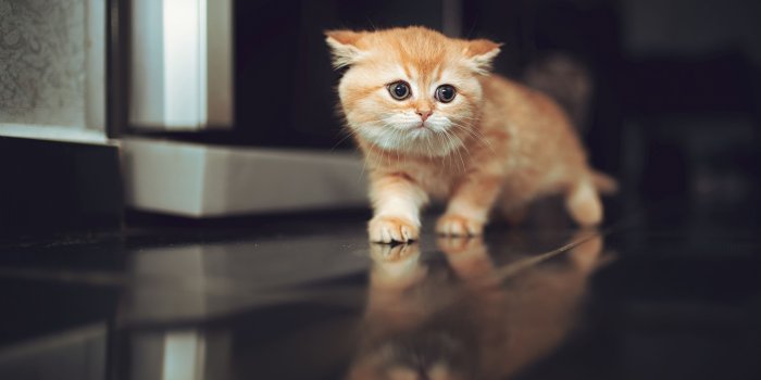 3840x2160 Cat 4k Wallpapers