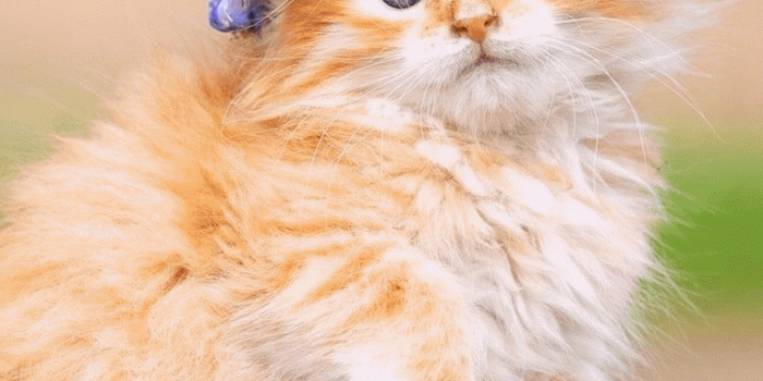750x1334 Cute Cat Wallpaper - EnWallpaper