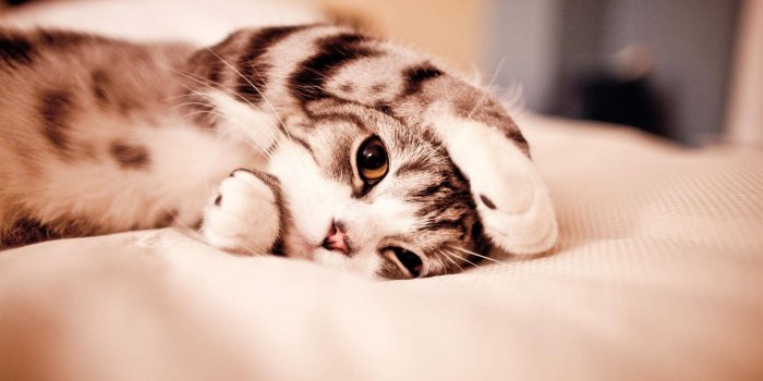1920x1080 20++ Wallpaper Anime Cute Cat - Anime Wallpaper