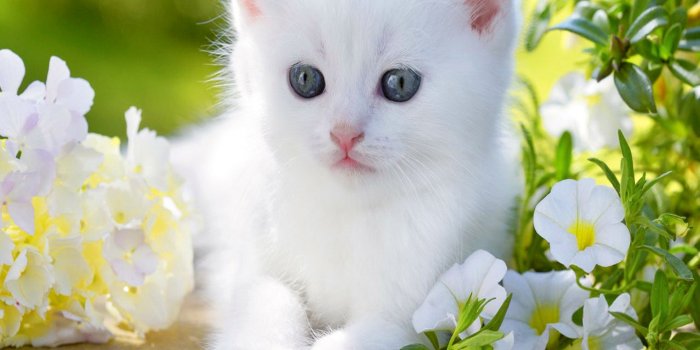 1440x1280 Cute Baby Cats Wallpapers Group (76+)