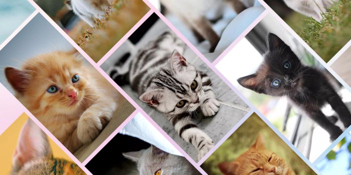 1920x1140 Cute Cat Wallpapers HD Free Kitten Backgrounds 4K for Android - APK Download