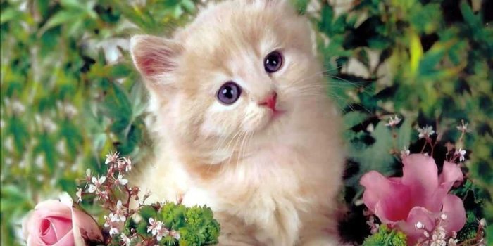 1024x768 Cute Cat Wallpaper - EnJpg