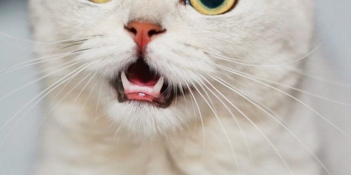 1000x1933 1500+ Funny Cat Pictures | Download Free Images on Unsplash