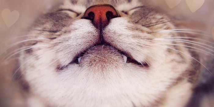 2560x1600 Sleepping Cute Cats Wallpapers - Cat Wallpaper Pc - 2560x1600 Wallpaper -  teahub.io