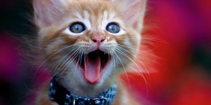 1366x768 Widescreen, Claw, Cat Love, Cute Cat Wallpapers, , 1600x1200 Desktop  Background