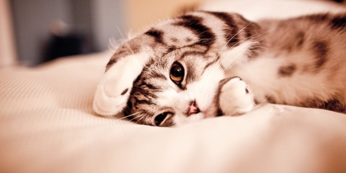 1920x1200 113+ Cute Anime Cat