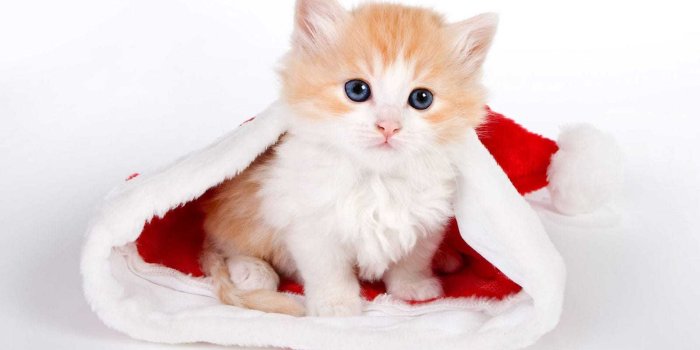 1600x1000 Cute Cat Wallpaper - EnJpg