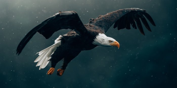 1000x1333 Eagle Wallpapers: Free HD Download [500+ HQ] | Unsplash
