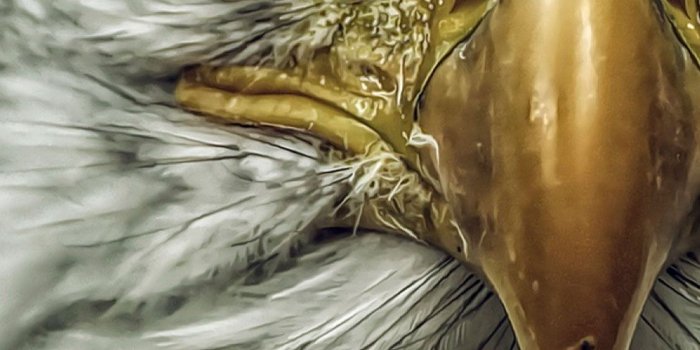 1125x2436 Eagle Wallpaper 4k Iphone | mywallpapers site | Eagle wallpaper, Eagle  pictures, Eagle images