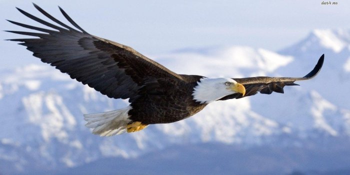 1366x768 Bald Eagle HD Wallpapers - Top Free Bald Eagle HD Backgrounds -  WallpaperAccess