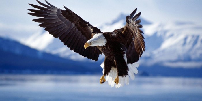 1920x1080 Free Bald Eagle Wallpapers