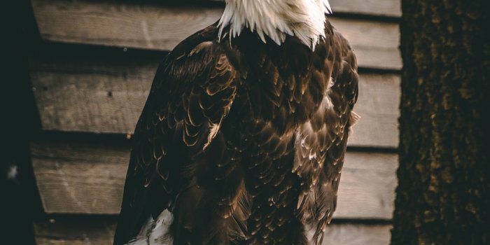 1000x1778 Eagle Wallpapers: Free HD Download [500+ HQ] | Unsplash