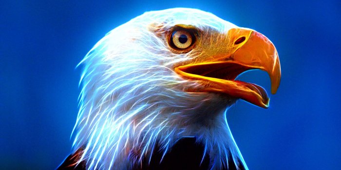 1920x1440 Eagle Wallpapers, Download Eagle HD Wallpapers for Free, GuoGuiyan  1920×1440 Eagle Wallpapers Free Download (… | Eagle wallpaper, Animal  spirit guides, Eagle images