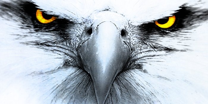 1680x1050 330+ Eagle HD Wallpapers | Background Images