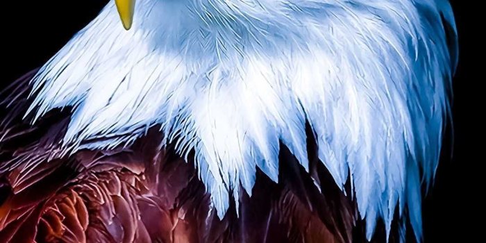 1080x1717 Bald Eagle Wallpaper Phone - KoLPaPer - Awesome Free HD Wallpapers