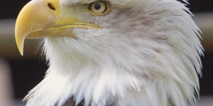 1000x1505 Eagle Wallpapers: Free HD Download [500+ HQ] | Unsplash