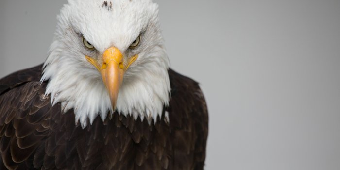 3840x2160 8+ 4K Eagle Wallpapers: HD, 4K, 5K for PC and Mobile | Download free images  for iPhone, Android