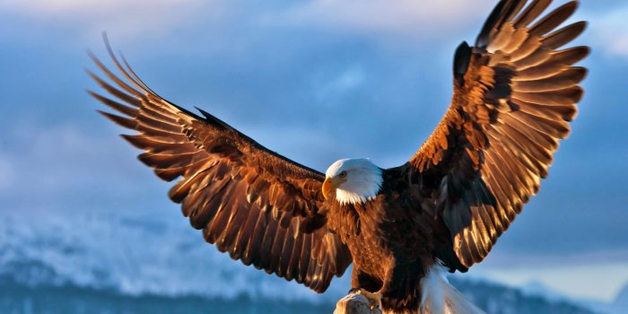 1536x1042 Free download Download BALD Eagle WallPapers Eagle Pictures [1536x1042] for  your Desktop, Mobile & Tablet | Explore 76+ Free Eagle Wallpapers |  Philadelphia Eagles Wallpaper Free, Eagle Pics Wallpaper, Free Eagle  Wallpaper and Screensavers