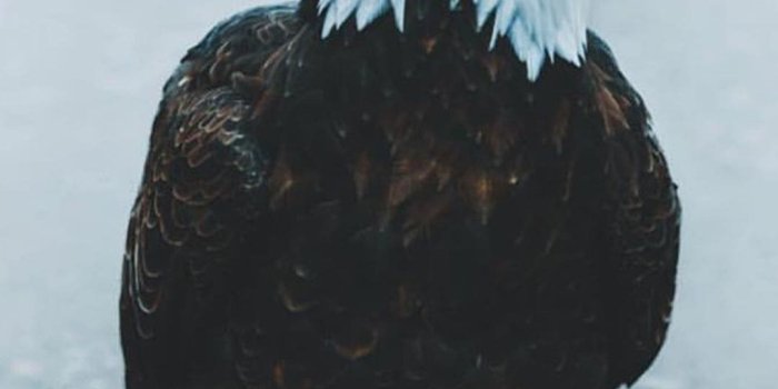 1080x2100 Eagle Wallpapers : Explore Top Quality Goku Backgrounds [ 2021 ]