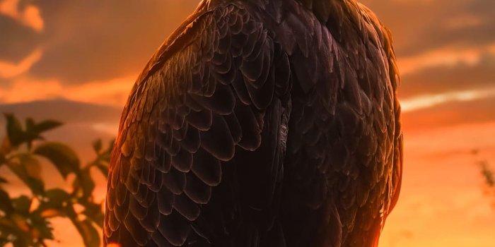 982x1920 Eagle Wallpapers - Top 35 Best Eagle Backgrounds Download