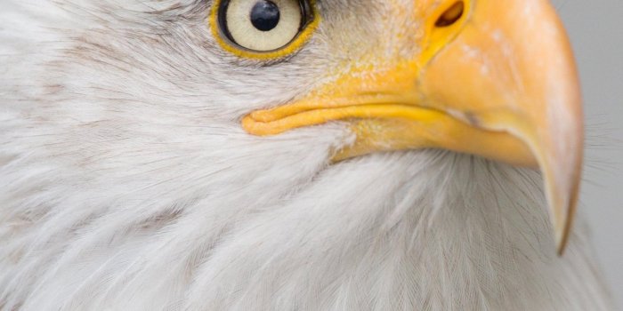 1440x2560 Bald Eagle Wallpaper - iPhone, Android & Desktop Backgrounds