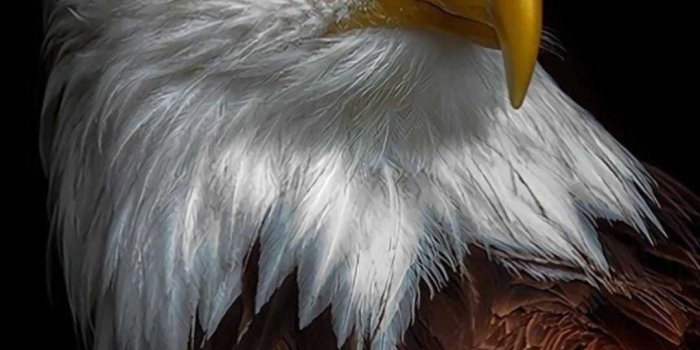 1080x1920 Bald Eagle Wallpaper - KoLPaPer - Awesome Free HD Wallpapers