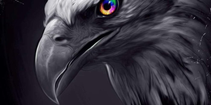 900x1600 Eagle Eyes iPhone Wallpaper | Eagle wallpaper, Eagle pictures, Wild animal  wallpaper