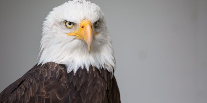 2560x1440 Eagle Wallpapers • TrumpWallpapers