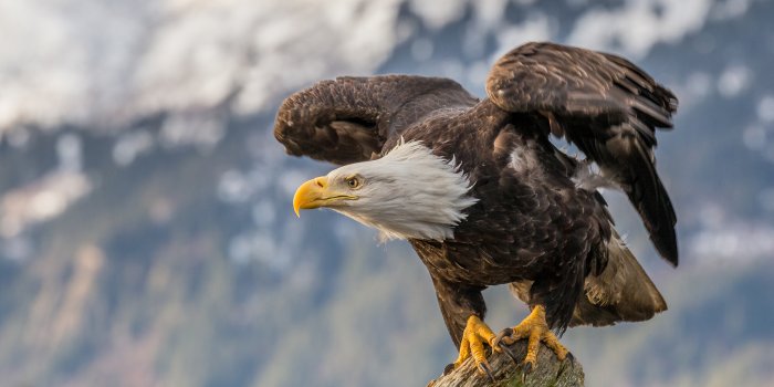 2880x1800 2880x1800 Bald Eagle 4k Macbook Pro Retina HD 4k Wallpapers, Images,  Backgrounds, Photos and Pictures