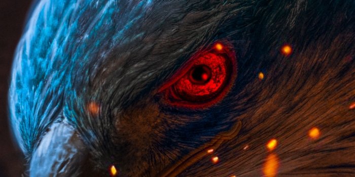 1080x2340 Eagle Wallpapers, HD Eagle Backgrounds, Free Images Download