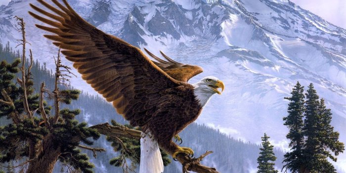 1920x1200 68+] Bald Eagle Wallpaper on WallpaperSafari