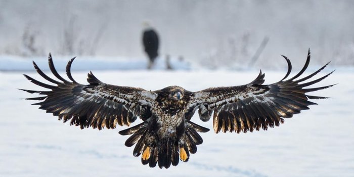 1600x1200 Best Wallpaper: Juvenile Bald Eagle Wallpapers