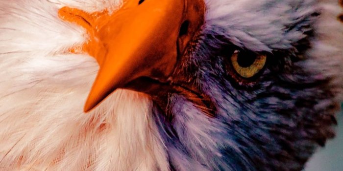 1080x2280 Eagle Wallpapers - Top 4k Background Download