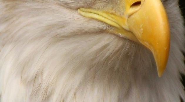 630x1280 Eagle wallpaper by hende09 - 5ece - Free on ZEDGE™