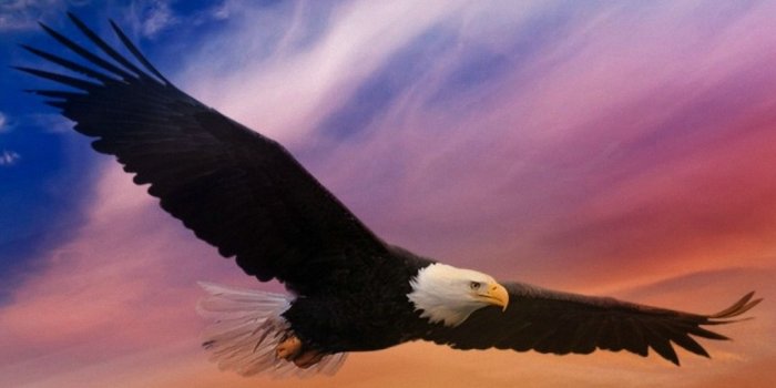 1080x1920 Eagle Android Wallpaper HD - 2021 Android Wallpapers